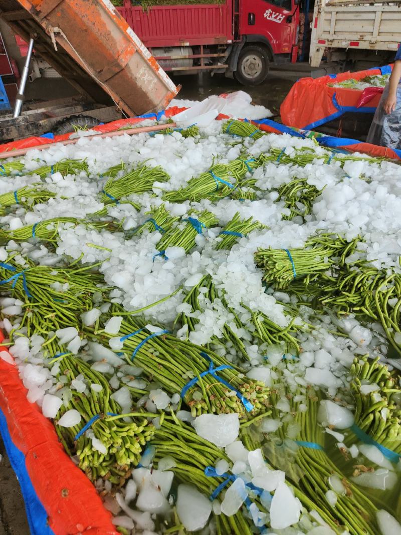 精品绿豆角，可以分把，适合发往全国各地大小市场