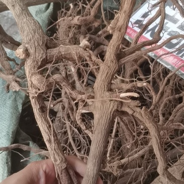 冷背中药材走马胎，纯正野生走马胎根部批发零售