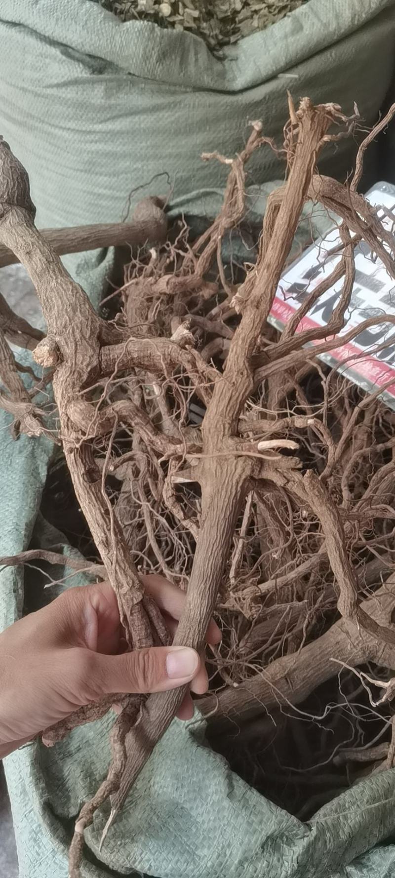冷背中药材走马胎，纯正野生走马胎根部批发零售