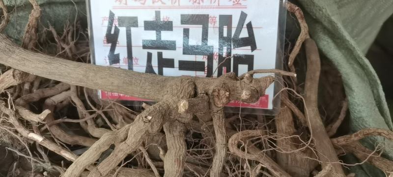 冷背中药材走马胎，纯正野生走马胎根部批发零售