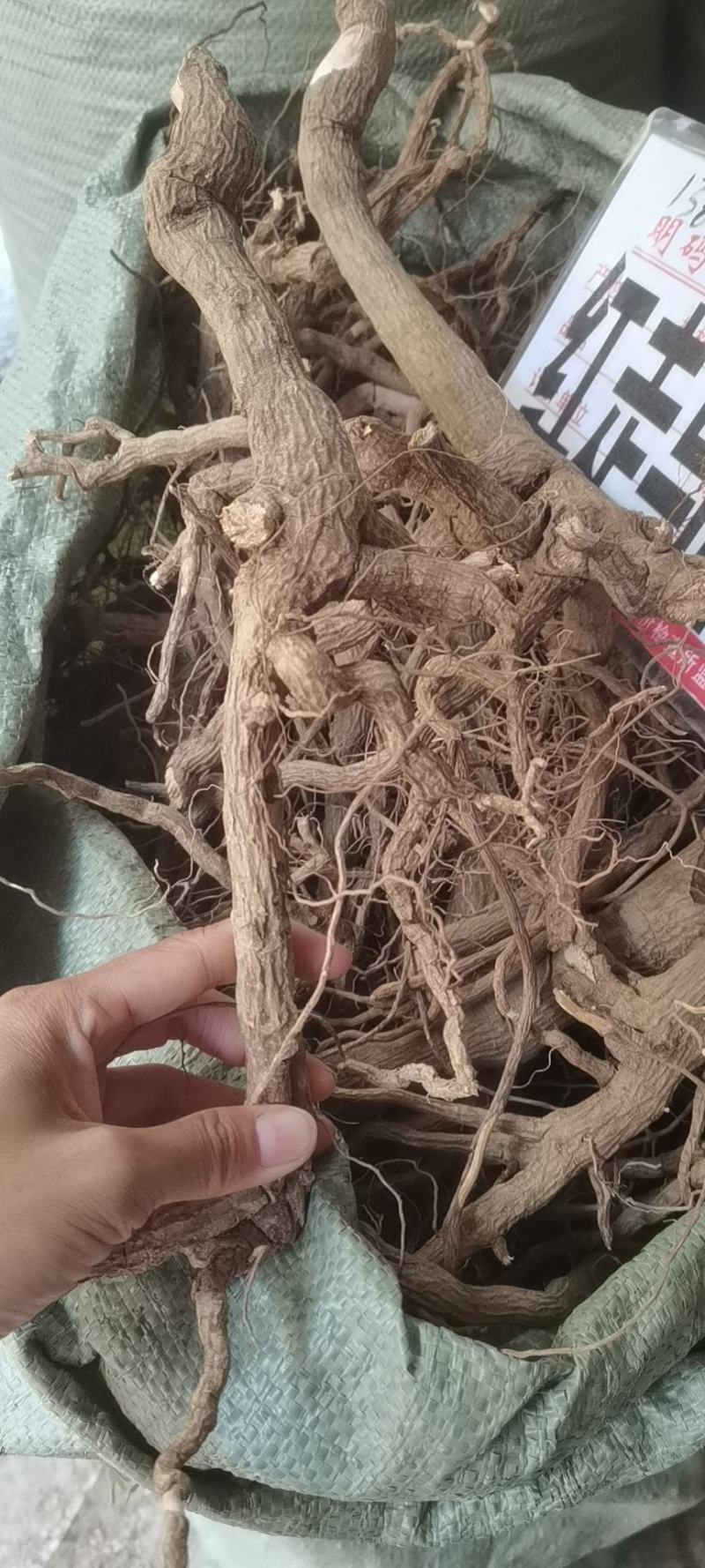 冷背中药材走马胎，纯正野生走马胎根部批发零售