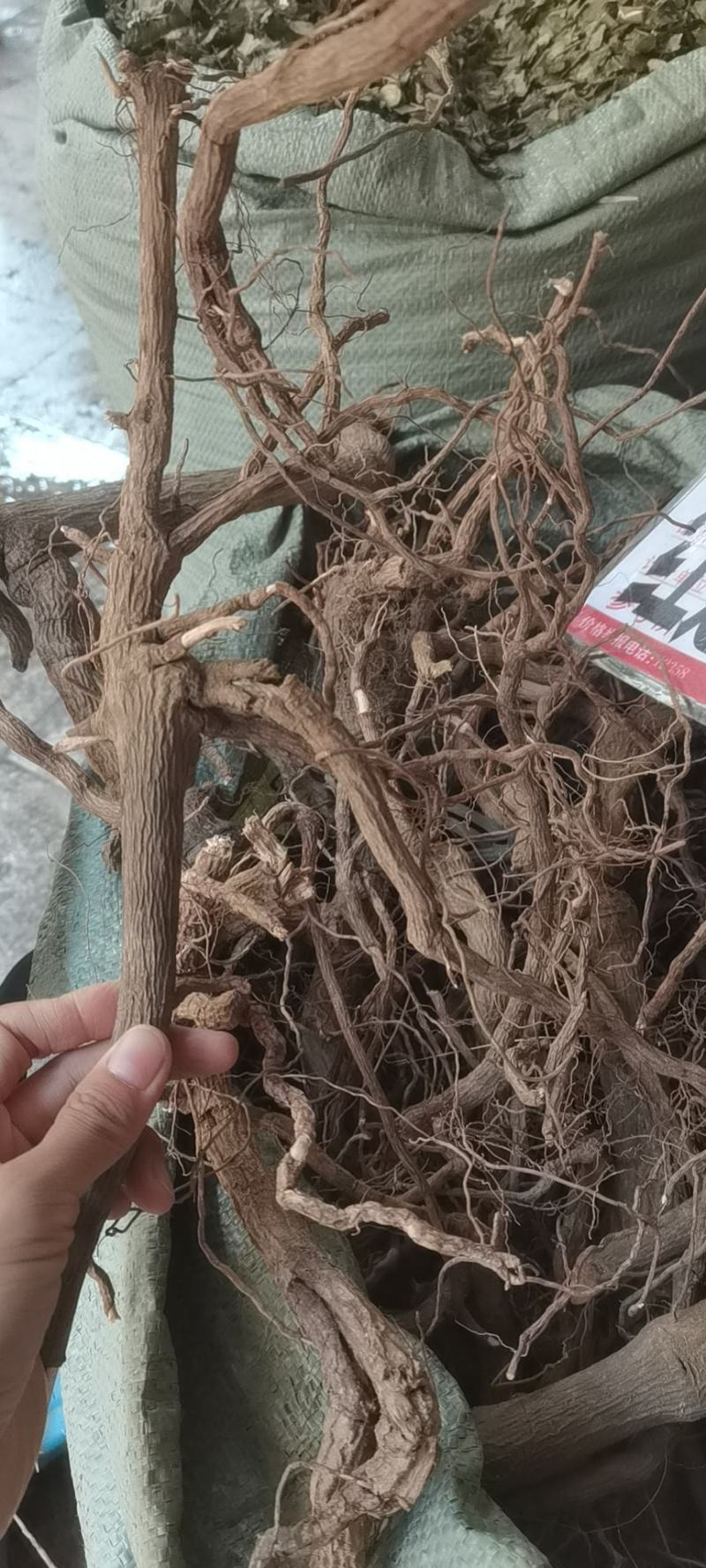 冷背中药材走马胎，纯正野生走马胎根部批发零售