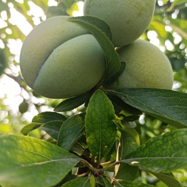 李子(槟子，秋李子)媲美脱骨李，蜂糖李。兼具二者之优。