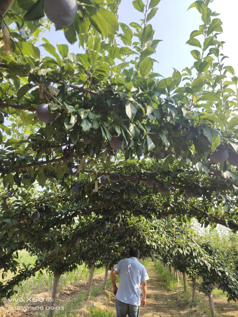 陕西黑总统