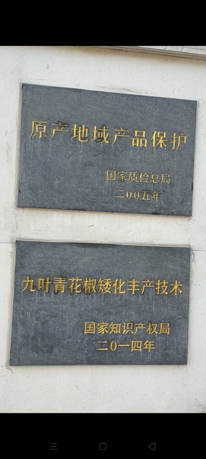 【特级丫丫货】重庆江津青花椒适合酒店饭店餐厅食品调味通