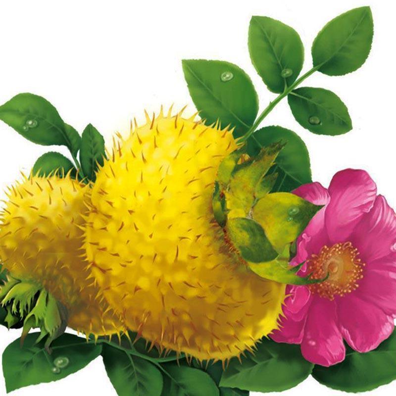 【包邮_5斤刺梨】热销新鲜采摘贵州水果刺梨3斤5斤刺梨