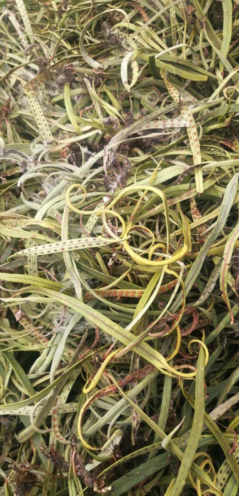 小叶化石草
