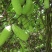 赣南八月瓜种植紫宝3号甜度高品相好，相当好
