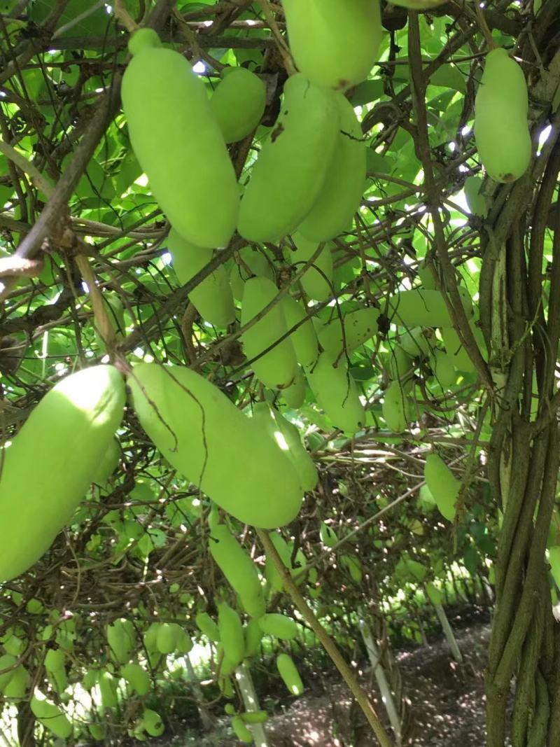 赣南八月瓜种植紫宝3号甜度高品相好，相当好