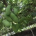 赣南八月瓜种植紫宝3号甜度高品相好，相当好