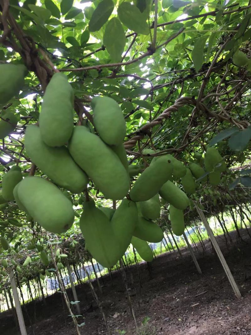 赣南八月瓜种植紫宝3号甜度高品相好，相当好