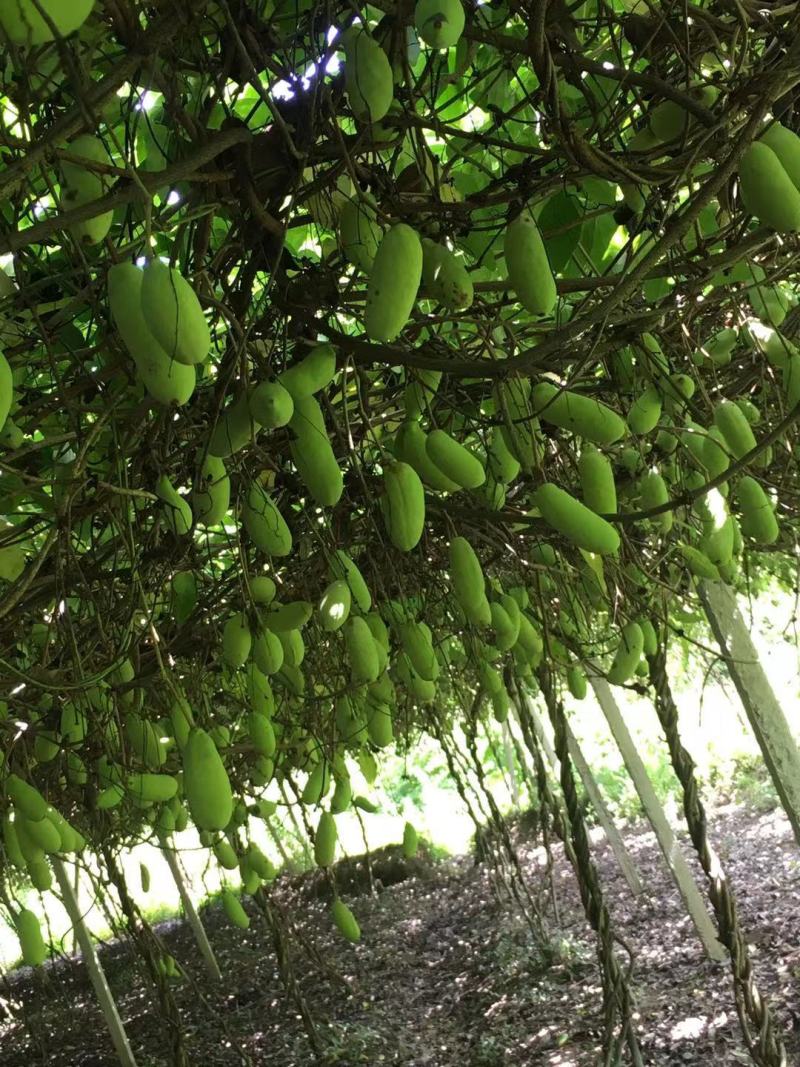 赣南八月瓜种植紫宝3号甜度高品相好，相当好