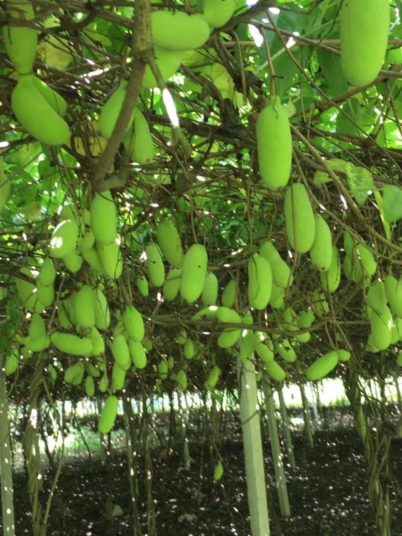 赣南八月瓜种植紫宝3号甜度高品相好，相当好