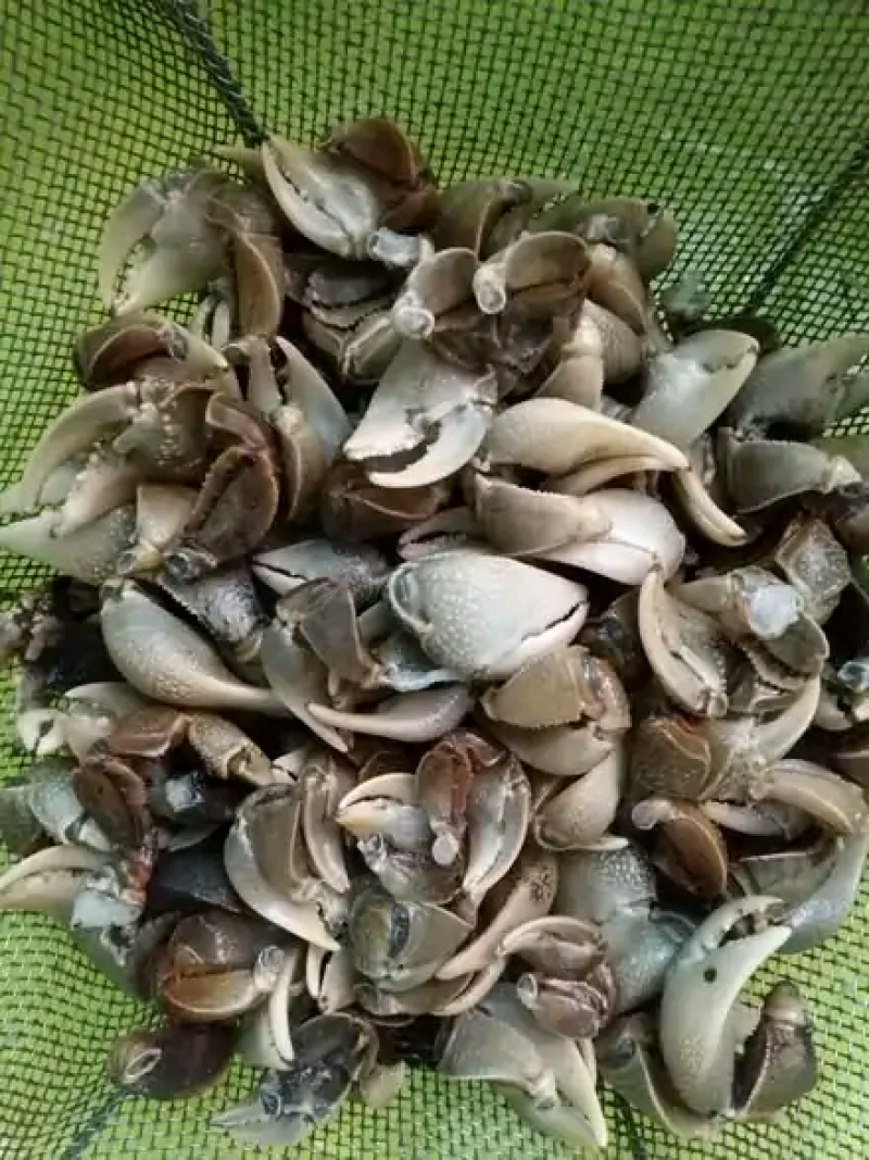 螃蜞螃蟹发财蟹河蟹