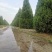 河北望都塔桧研发基地直销，圆柏特优品种望都塔桧，圆柏，侩