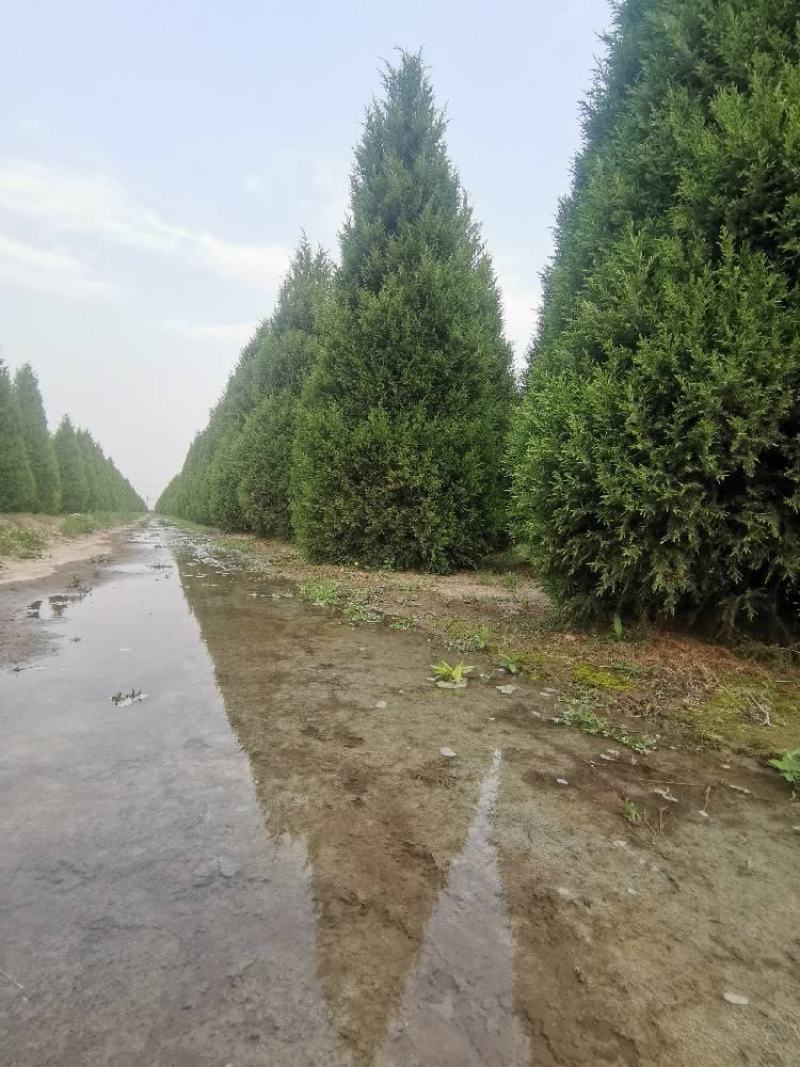 河北望都塔桧研发基地直销，圆柏特优品种望都塔桧，圆柏，侩