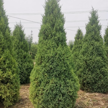 河北望都塔桧研发基地直销，圆柏特优品种望都塔桧，圆柏，侩