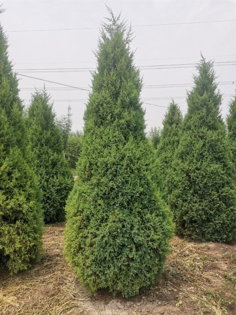 河北望都塔桧研发基地直销，圆柏特优品种望都塔桧，圆柏，侩