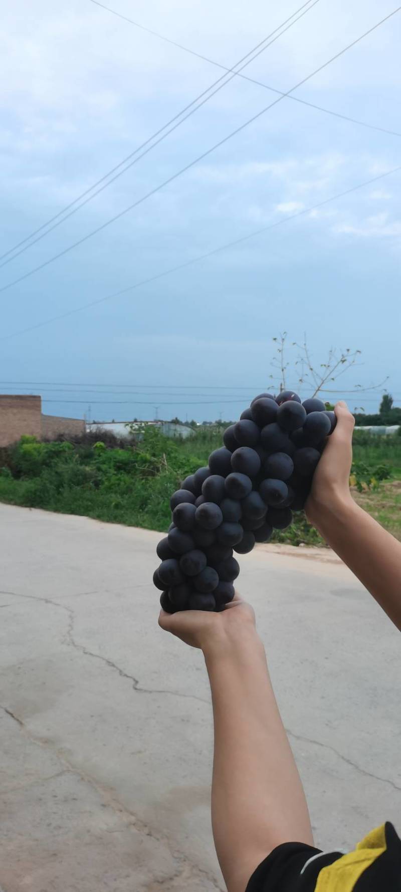 【葡萄】陕西夏黑葡萄精品包大量上市产地直发欢迎咨询