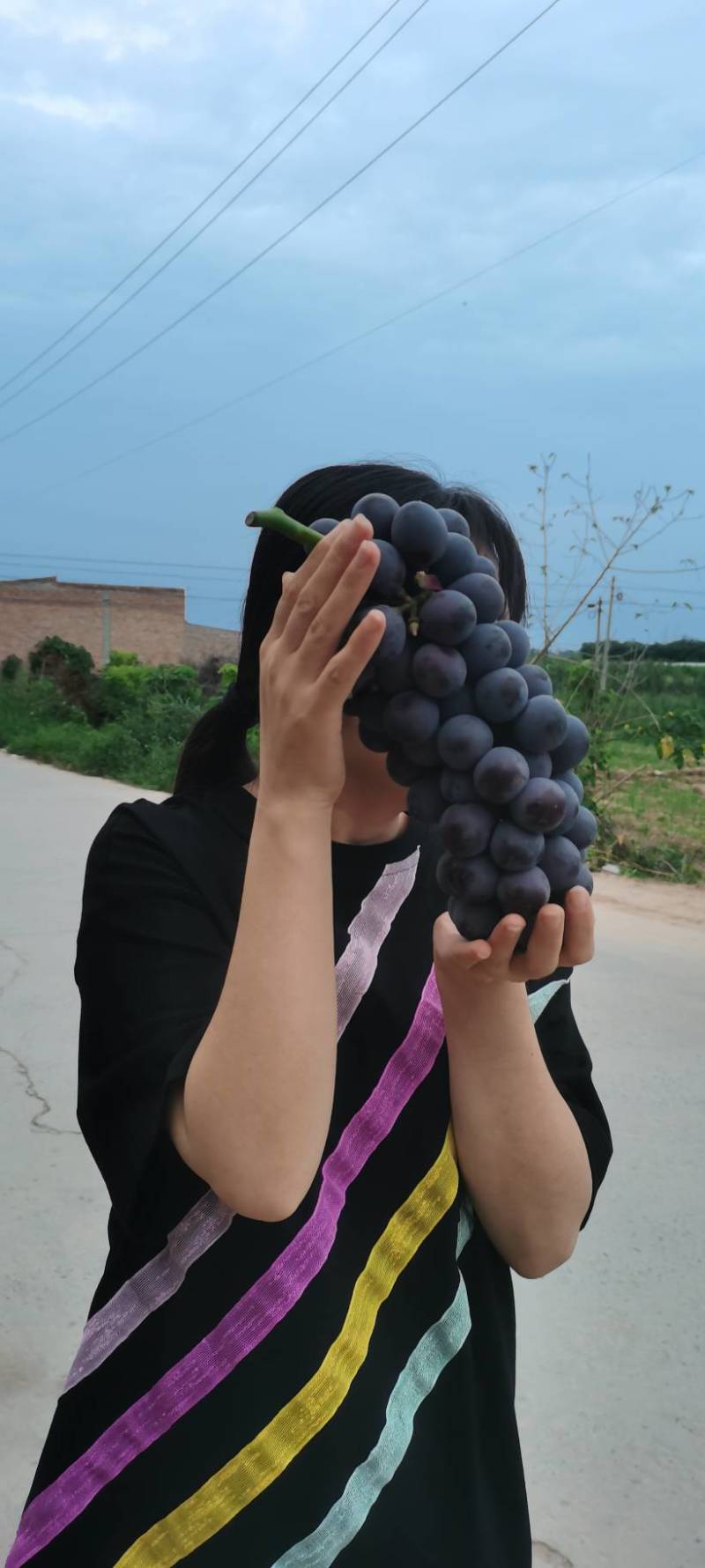 【葡萄】陕西夏黑葡萄精品包大量上市产地直发欢迎咨询