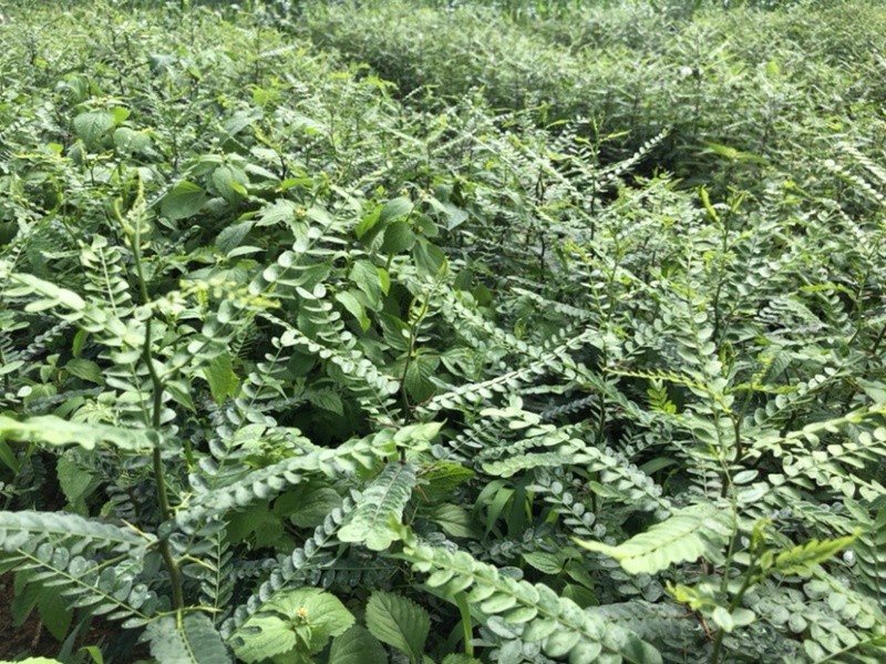 皂角树苗（大皂角）别称皂荚苗货源地直供价格便宜