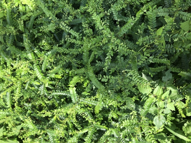 皂角树苗（大皂角）别称皂荚苗货源地直供价格便宜