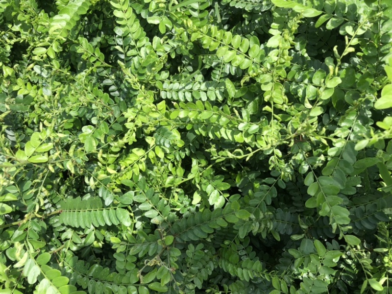 皂角树苗（大皂角）别称皂荚苗货源地直供价格便宜