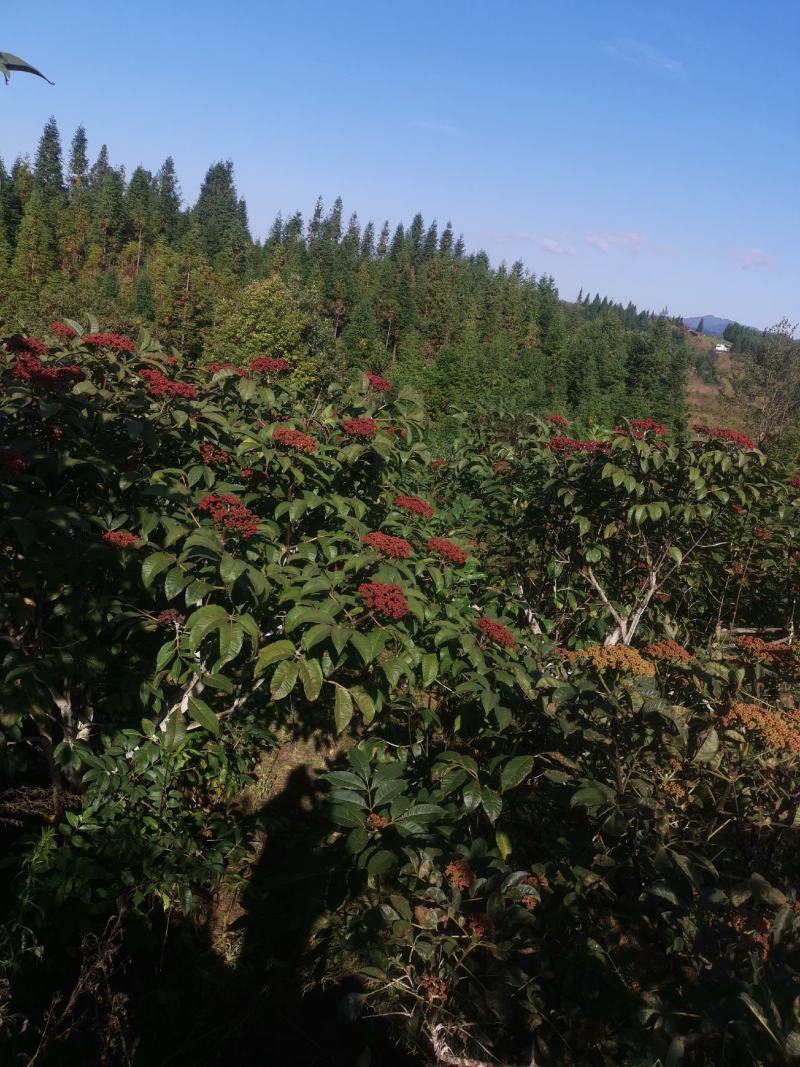 吴茱萸中花产地批发，中花吴茱萸树苗，棰油子树苗，农家香