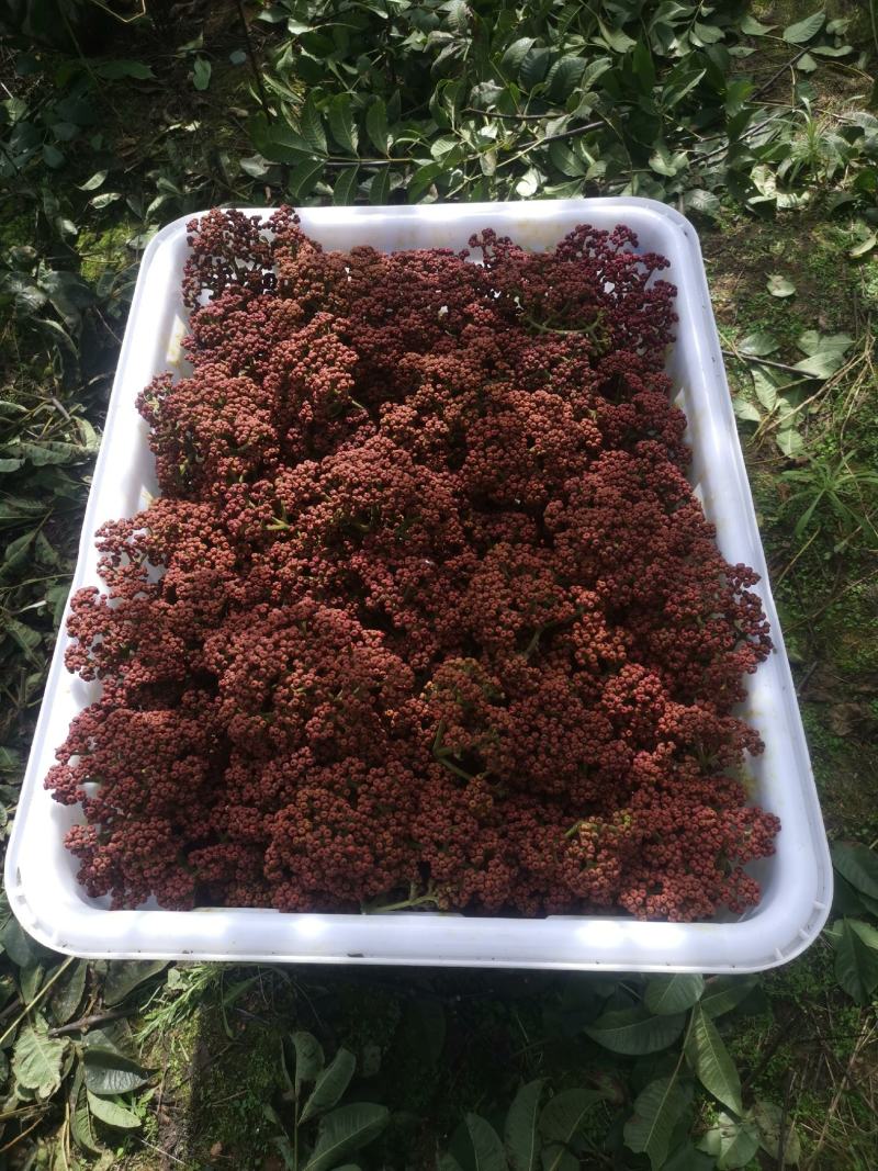 吴茱萸中花产地批发，中花吴茱萸树苗，棰油子树苗，农家香