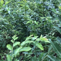 贵州板栗苗嫁接板栗苗（毛板红）货量充足规格大小齐全