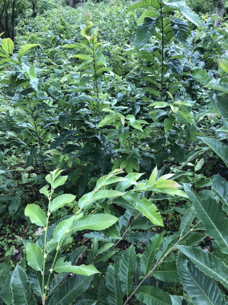 贵州板栗苗嫁接板栗苗（毛板红）货量充足规格大小齐全