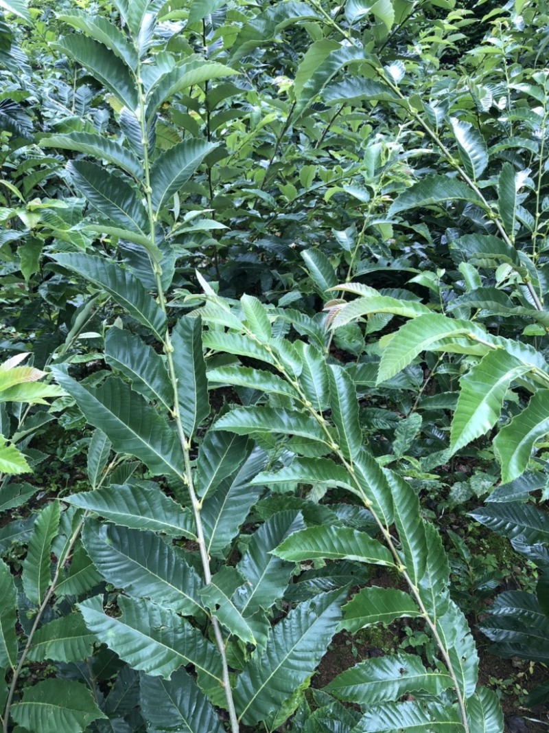 贵州板栗苗嫁接板栗苗（毛板红）货量充足规格大小齐全