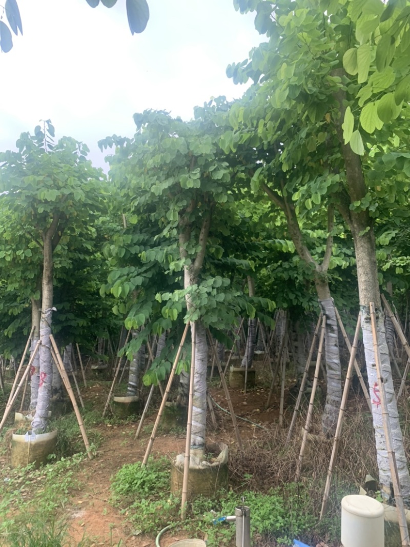 羊蹄甲光杆骨架苗15公分-18公分欢迎选购