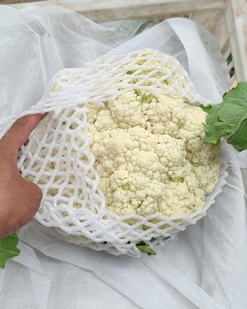 产地直销精品有机花菜