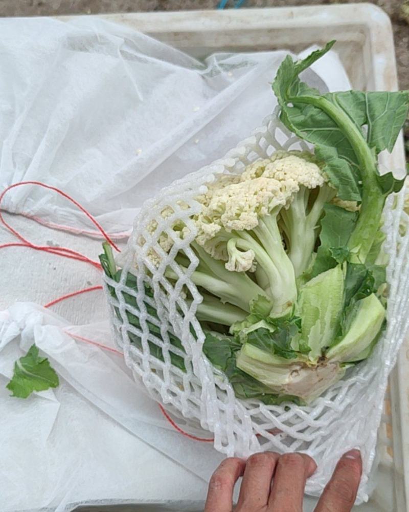产地直销精品有机花菜