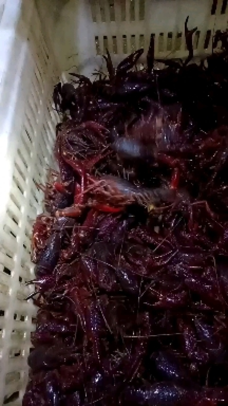 小龙虾