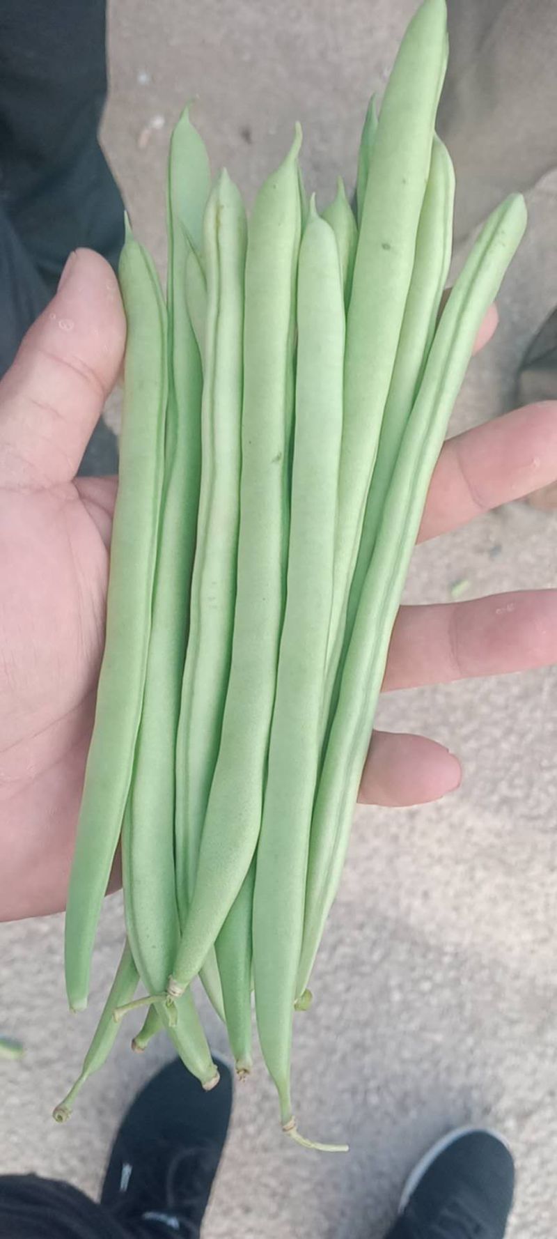小金豆