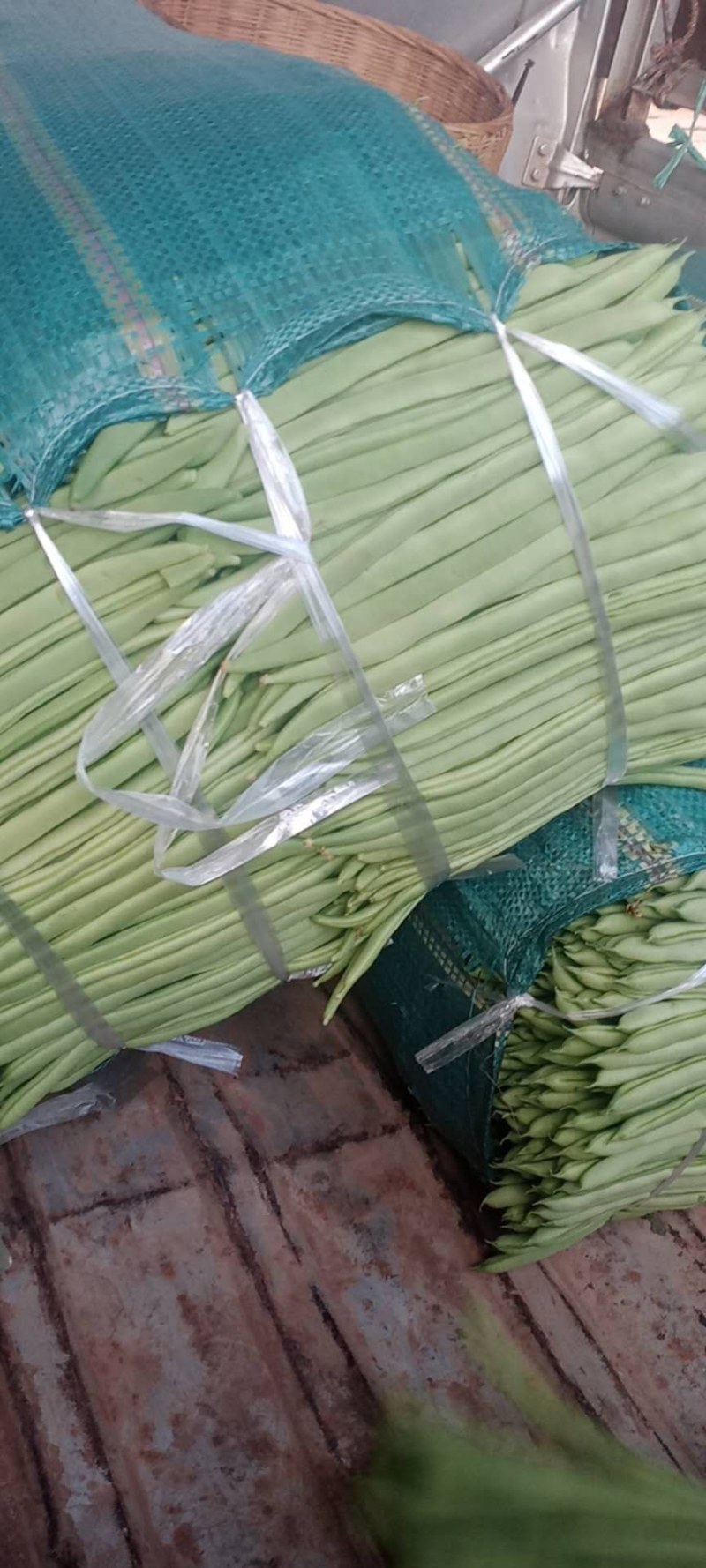 小金豆