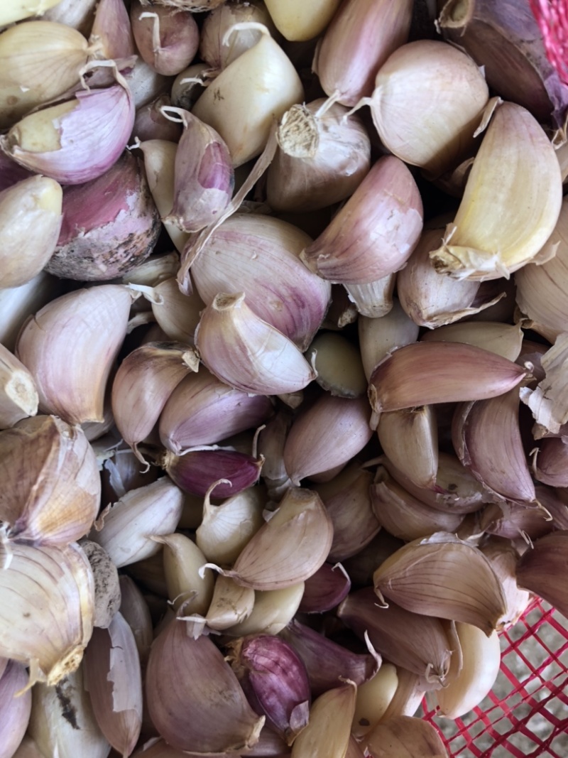 落地蒜瓣、蒜瓣、蒜头
