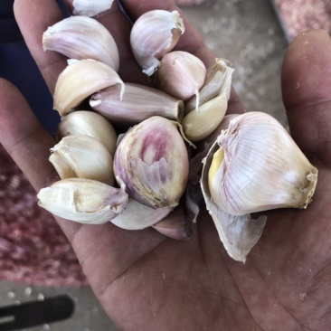 落地蒜瓣、蒜瓣、蒜头