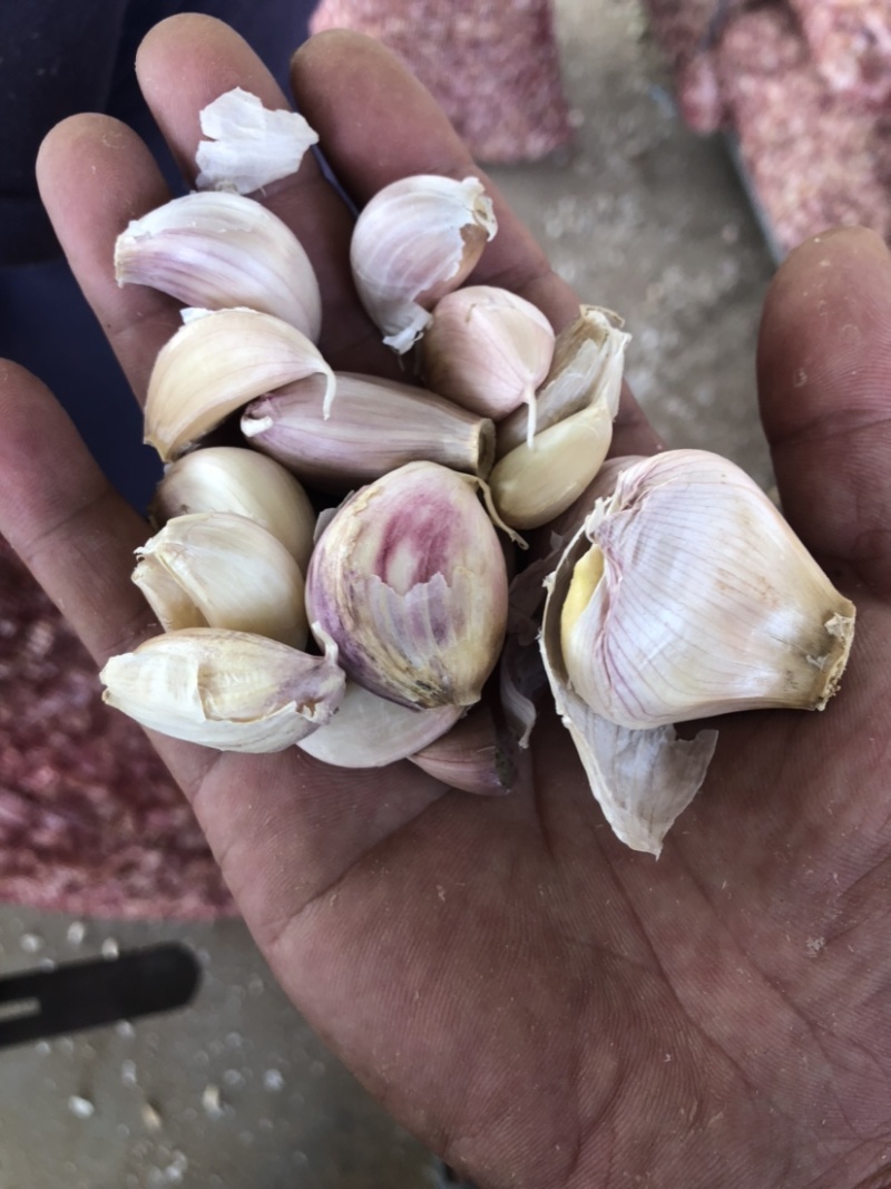 落地蒜瓣、蒜瓣、蒜头