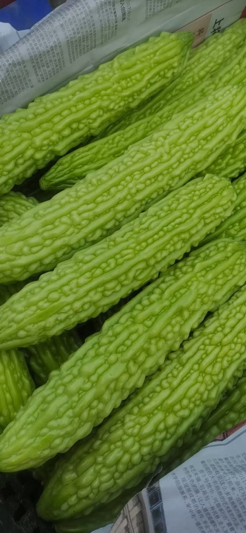 苦瓜