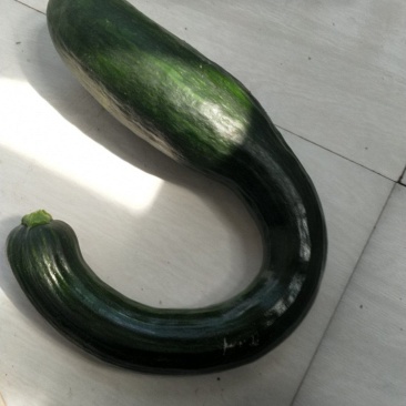 菜北瓜