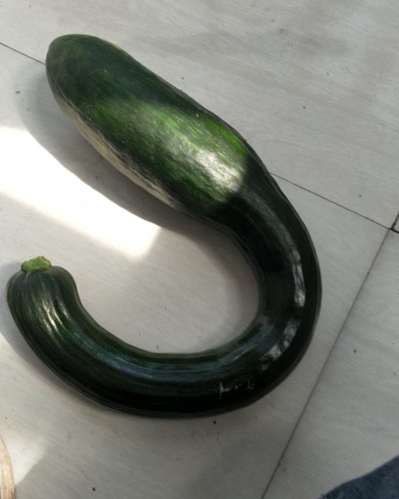 菜北瓜