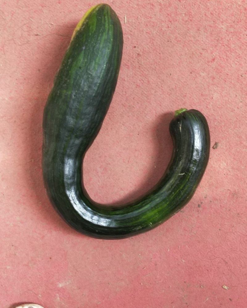 菜北瓜