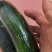 菜北瓜