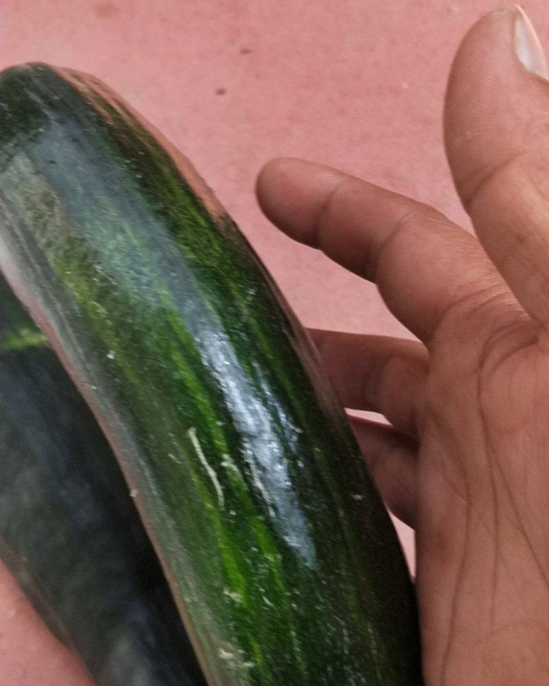 菜北瓜