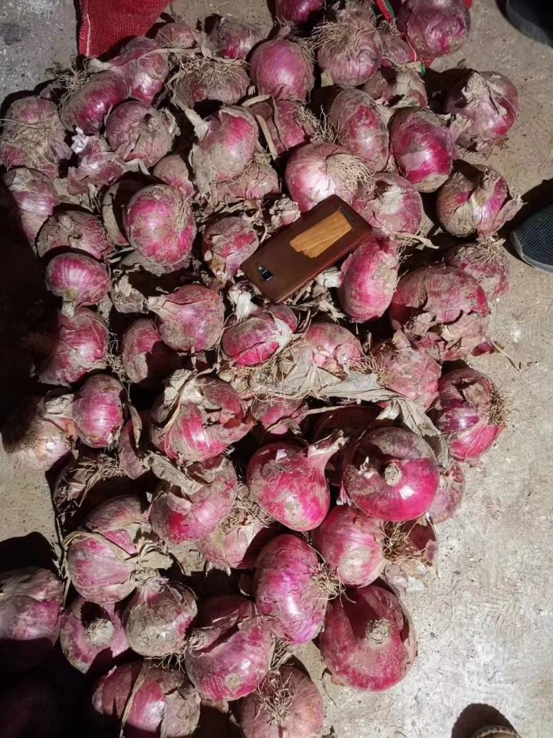 聊城二红洋葱，比白菜便宜