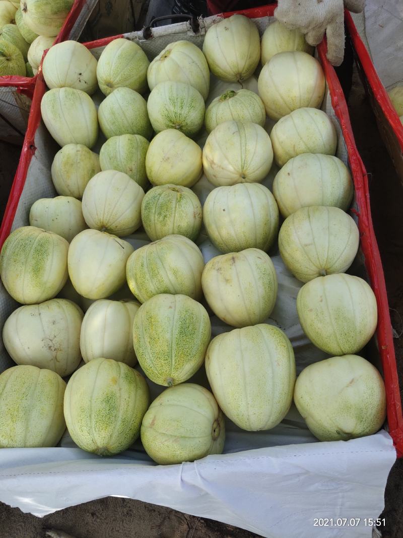 香瓜