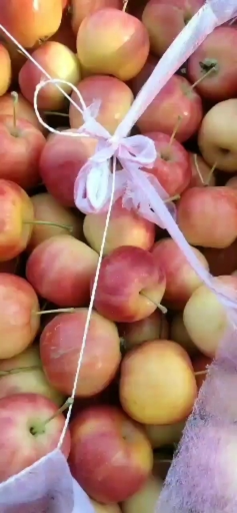 海棠果